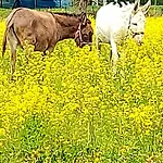 Çiftlik konaklama Azienda Agricola Ferrari M.rita *