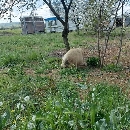 Azienda Agricola Ferrari M.rita Farm stay *